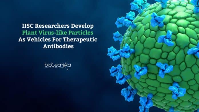 Plant VLPs as vehicles for antibodies