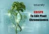 Editing Plant Chromosomes Using CRISPR CRISPR To Edit Plant Chromosomes