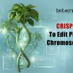 Editing Plant Chromosomes Using CRISPR CRISPR To Edit Plant Chromosomes