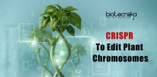CRISPR To Edit Plant Chromosomes
