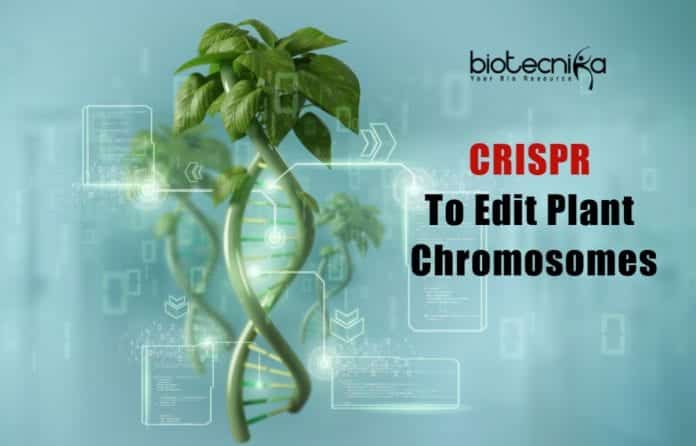 CRISPR To Edit Plant Chromosomes