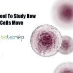 tool to study how cells move