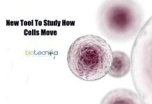 Novel Tool To Study How Cells Move By UNC Scientists tool to study how cells move