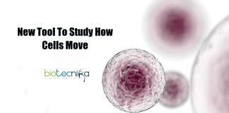 tool to study how cells move