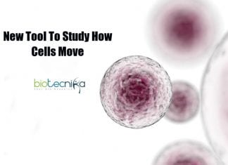 Novel Tool To Study How Cells Move By UNC Scientists tool to study how cells move