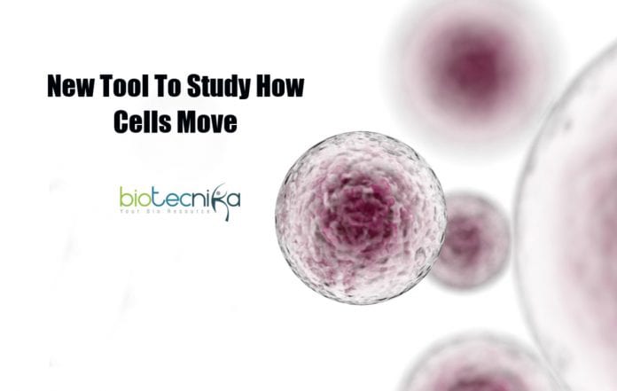 tool to study how cells move