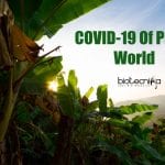 COVID-19 Of Plant World – Banana Plantations Affected Worldwide Banana Covid Hits Plantations