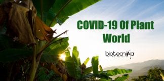 Banana Covid Hits Plantations