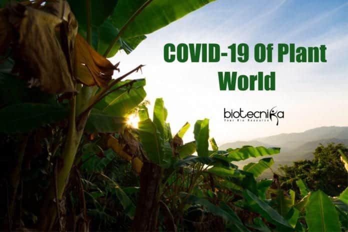 Banana Covid Hits Plantations