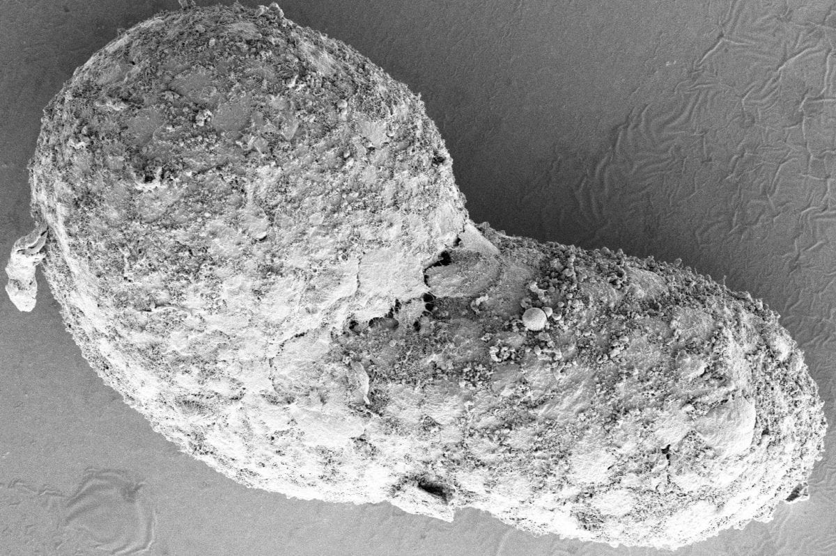 Scientists develop embryo-like model