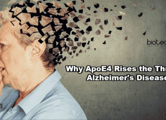 ApoE4 Rises Threat of Alzheimer's