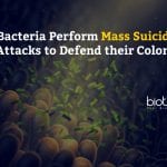 Bacteria perform mass suicide