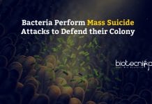 New Study Reveals Bacteria’s Suicidal Attacks To Defend Their Colony Bacteria perform mass suicide