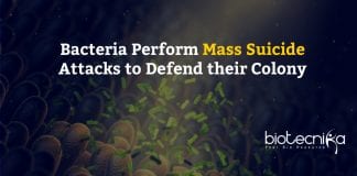 Bacteria perform mass suicide