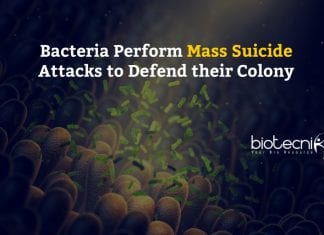 Bacteria perform mass suicide