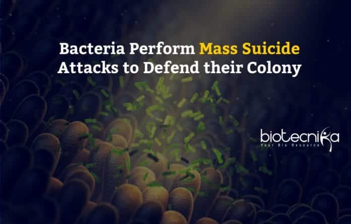 Bacteria perform mass suicide