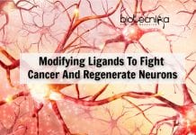 Bioengineering Ligands To Fight Cancer