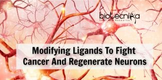 Bioengineering Ligands To Fight Cancer
