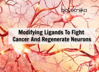Bioengineering Ligands To Fight Cancer