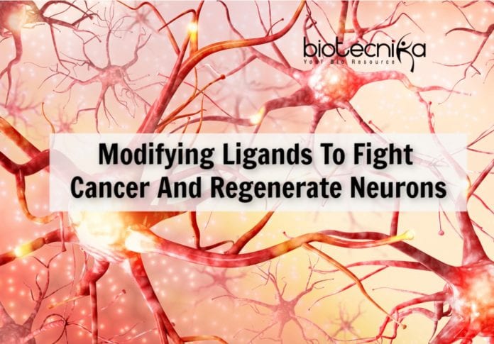 Bioengineering Ligands To Fight Cancer
