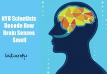 NYU Scientists Decode How Brain Senses Smell In Mice how brain senses smell