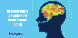 how brain senses smell