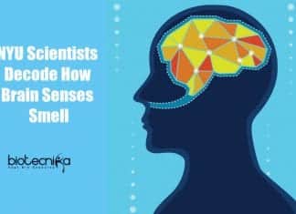 NYU Scientists Decode How Brain Senses Smell In Mice how brain senses smell