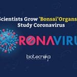 'Bonsai’ Organs to Study Coronavirus