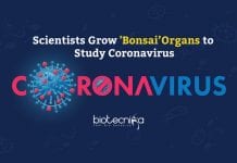 Researchers Study Novel Coronavirus By Growing ‘Bonsai’ Organs 'Bonsai’ Organs to Study Coronavirus