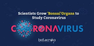 'Bonsai’ Organs to Study Coronavirus
