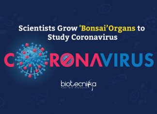 Researchers Study Novel Coronavirus By Growing ‘Bonsai’ Organs 'Bonsai’ Organs to Study Coronavirus