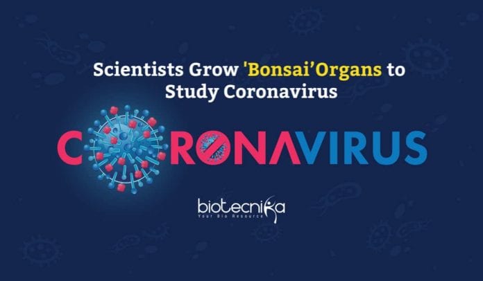 'Bonsai’ Organs to Study Coronavirus