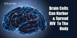 Brain cells can harbor HIV
