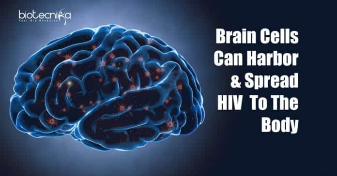 Brain cells can harbor HIV