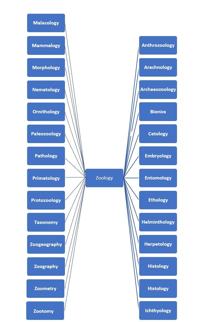 Career Options After MSc Zoology