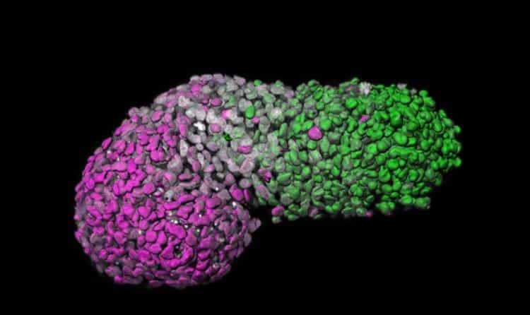 Scientists develop embryo-like model