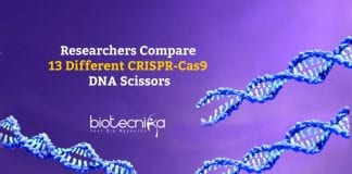 Comparing CRISPR-Cas9 DNA Scissors