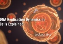 Scientists Provide New Insights Into DNA Replication Dynamics In Cells DNA replication dynamics in cells