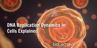 DNA replication dynamics in cells