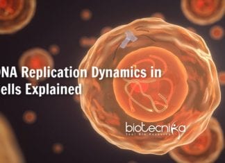 DNA replication dynamics in cells