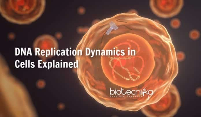 DNA replication dynamics in cells