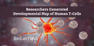 Developmental Map of Human T-Cells 