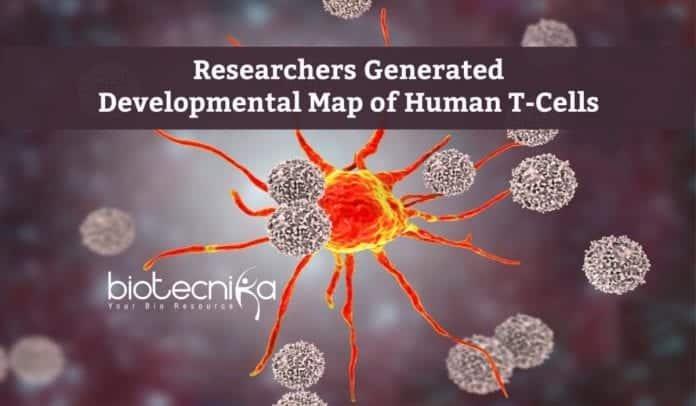 Developmental Map of Human T-Cells 