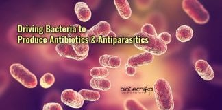 Driving Bacteria to Produce Antibiotics