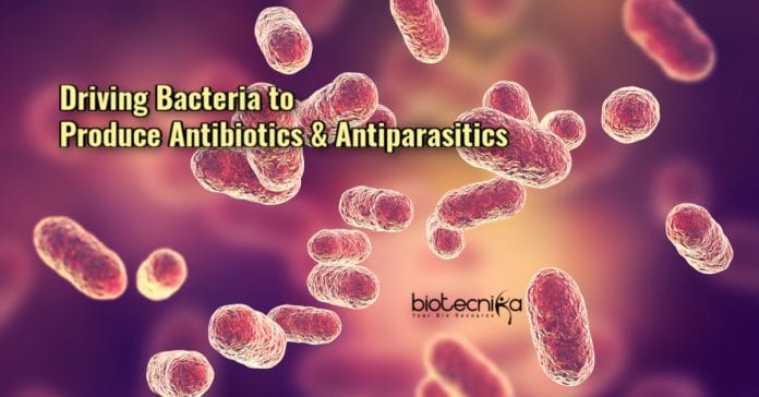 Driving Bacteria to Produce Antibiotics