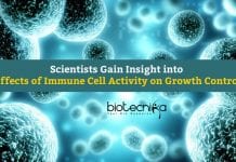Scientists Explore Effects of Immune Cell Activity on Growth Control Effects of Immune Cell Activity On Growth Control