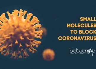 Small molecules to block coronavirus 