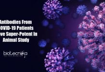 Antibodies From COVID-19 Patients Prove Super-Potent In Animal Study human antibodies against COVID-19