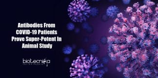 human antibodies against COVID-19