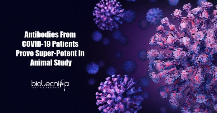 human antibodies against COVID-19